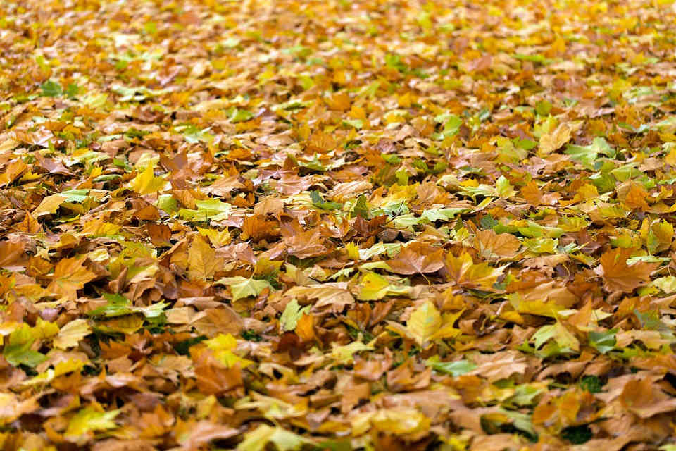 Autumn Fall Leaves Background