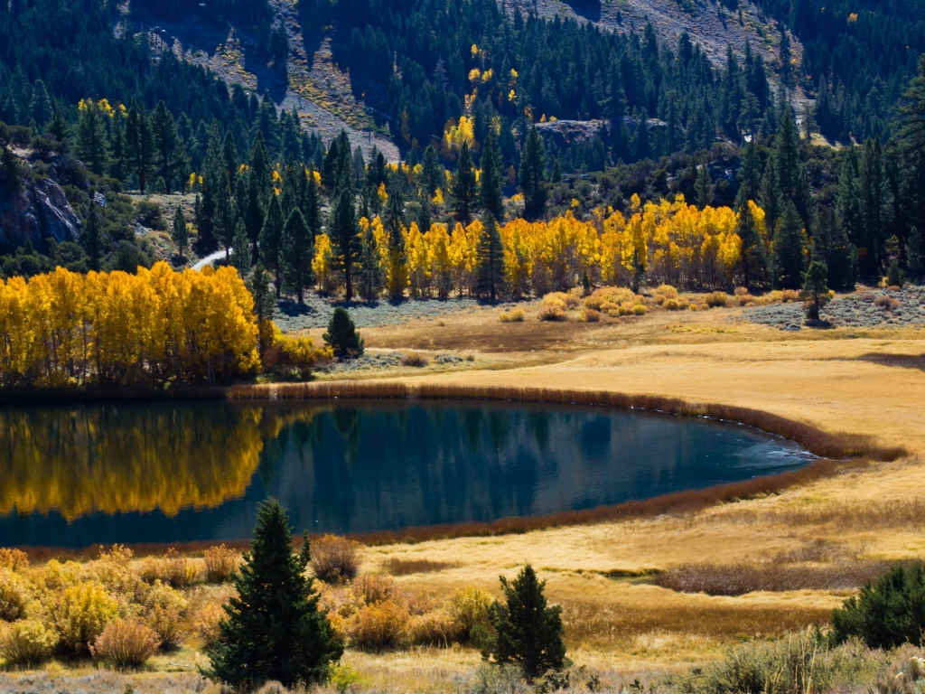 Autumn Mountain Trees Background