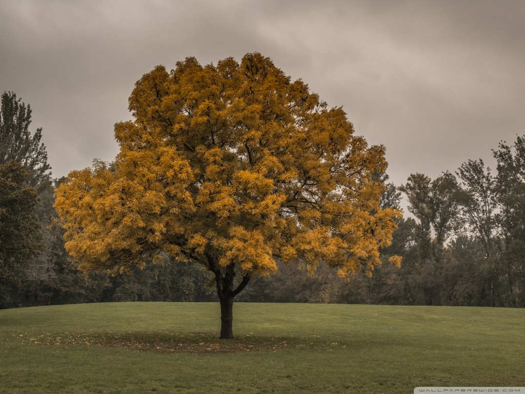 Autumn Nature Background