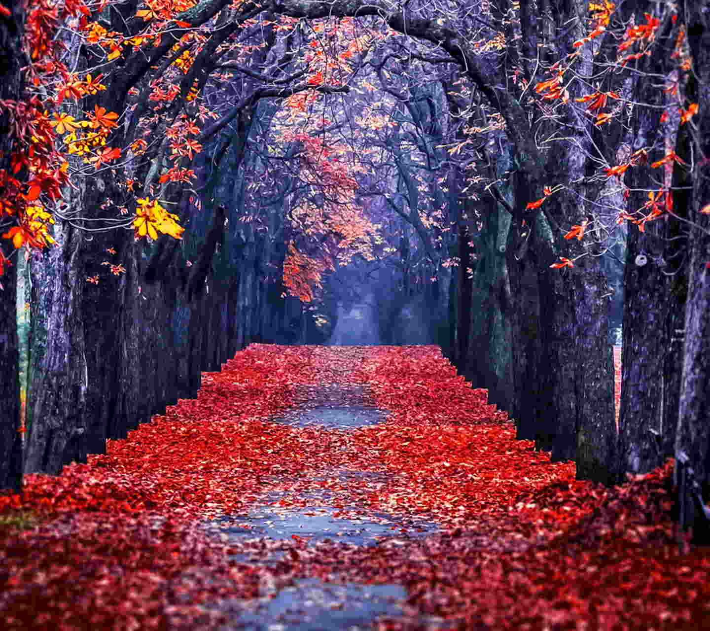 Awesome Autumn Park Background