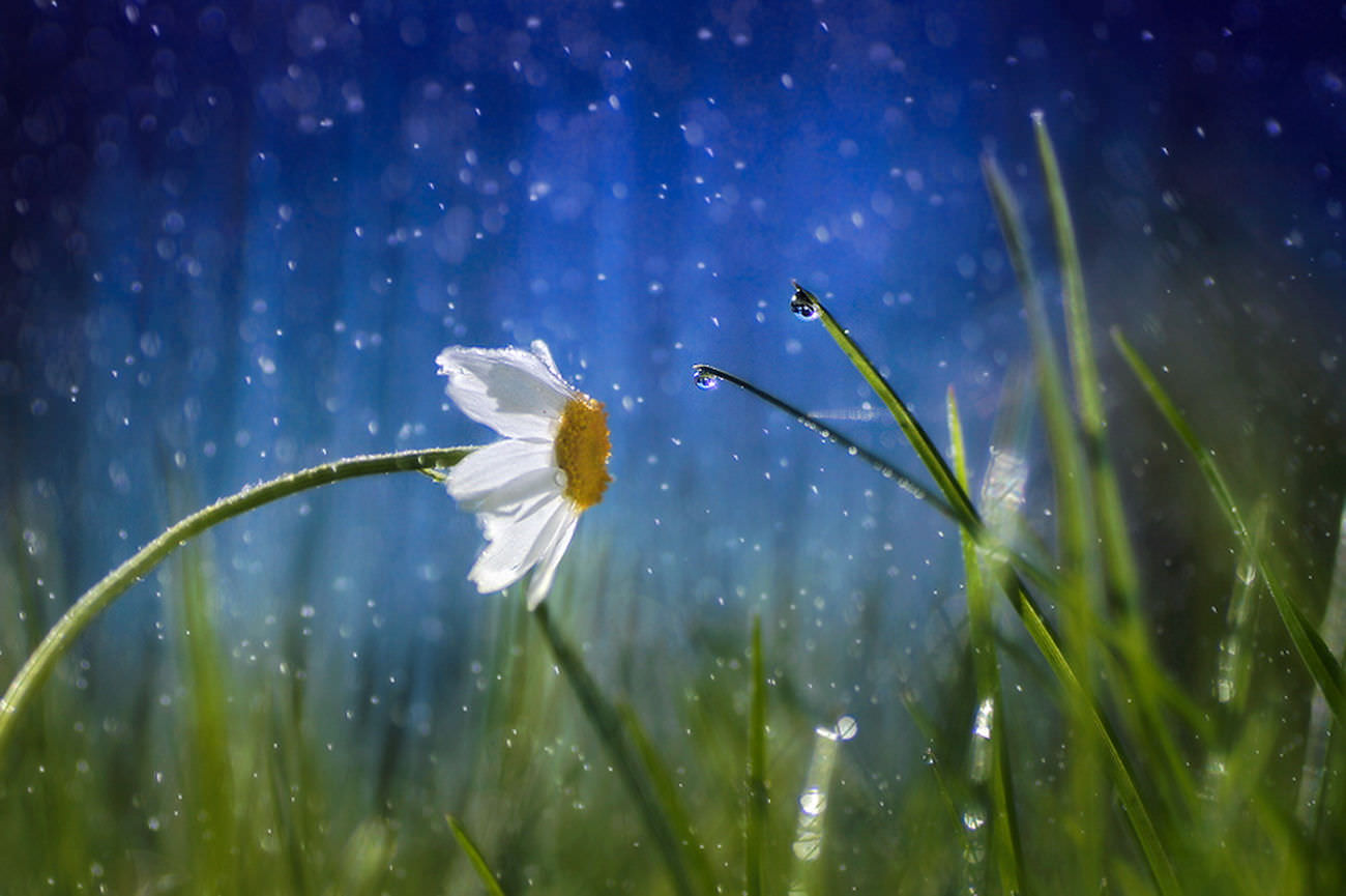 Awesome Daisy Flower Wallpaper