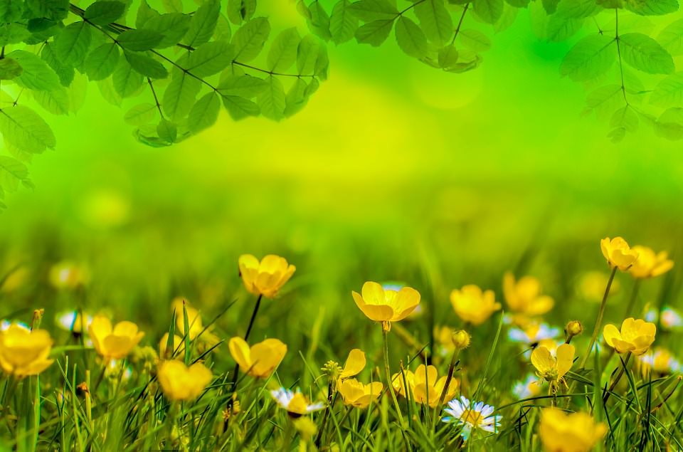 Awesome Spring Flowers Wallpaper