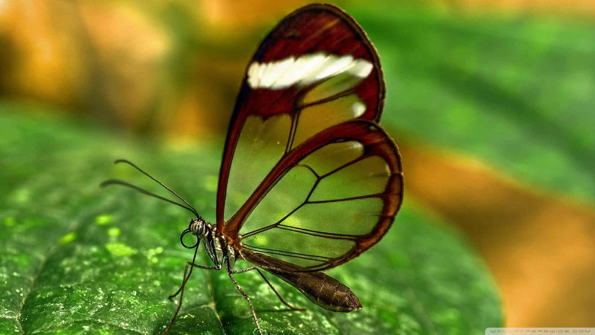 Beautiful Butterfly Transparent Wallpaper