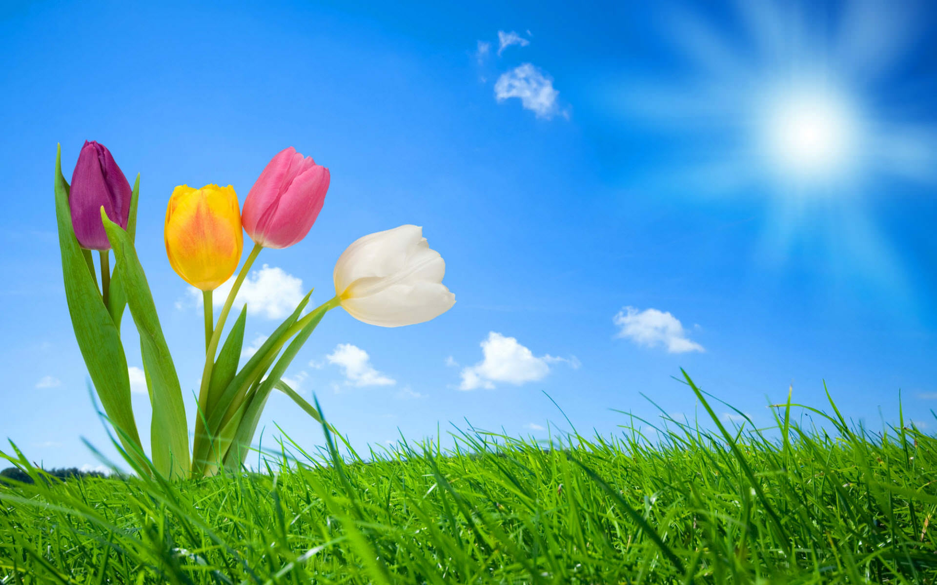 FREE 19+ Spring Nature Wallpapers in PSD | Vector EPS