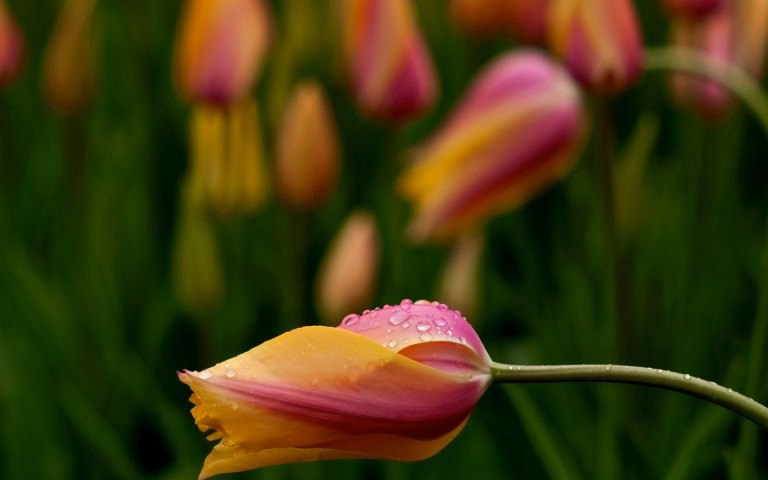 Beautiful Tulips Flower Wallpaper