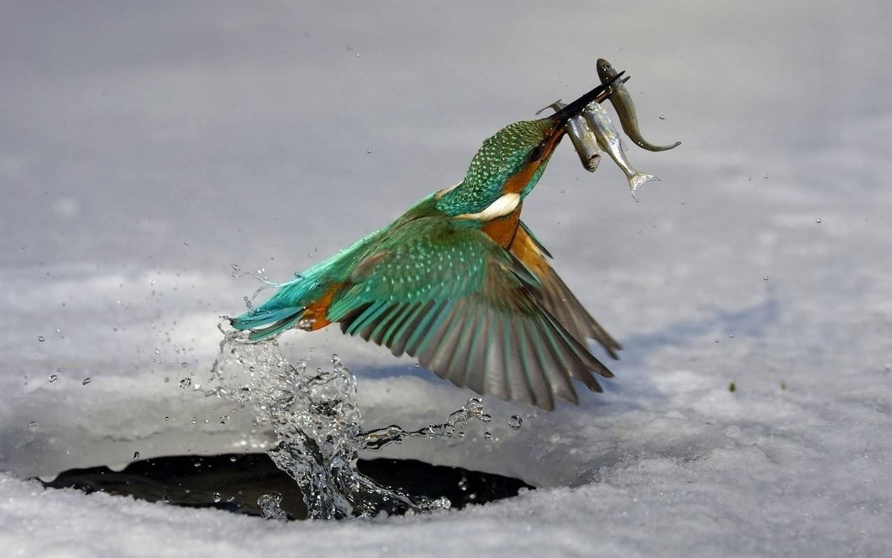 Bird Catching fish Wallpaper