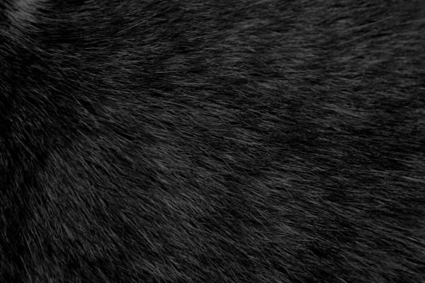 Black Cat Fur Texture