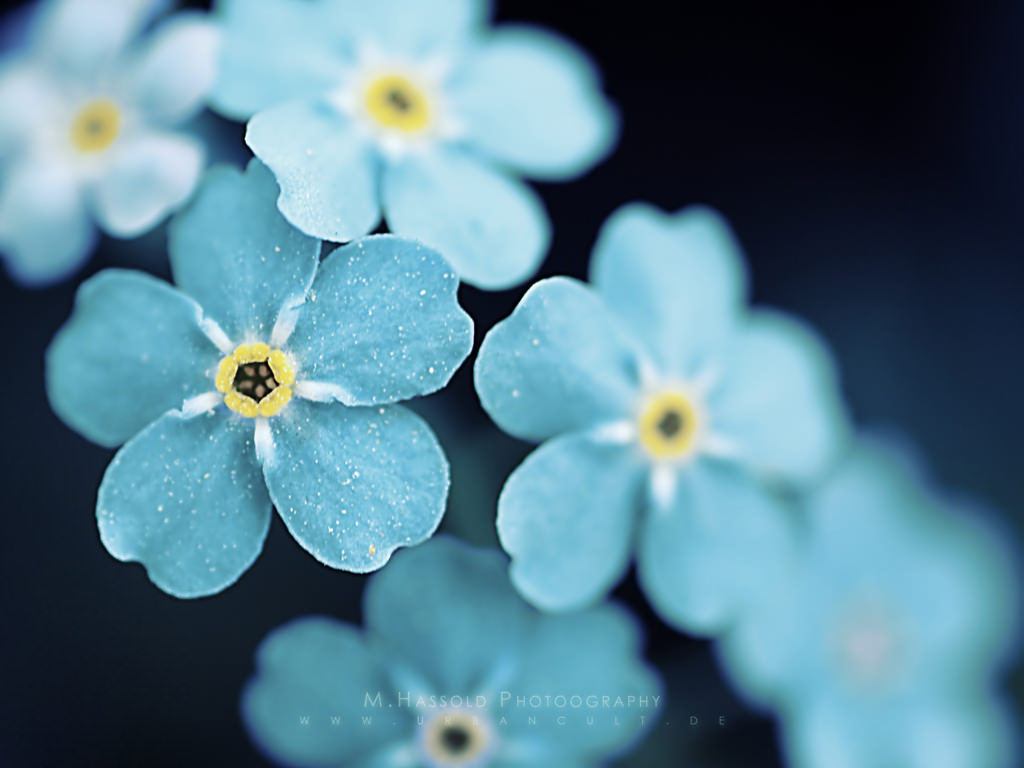 Blue Spring Flowers Wallpaper