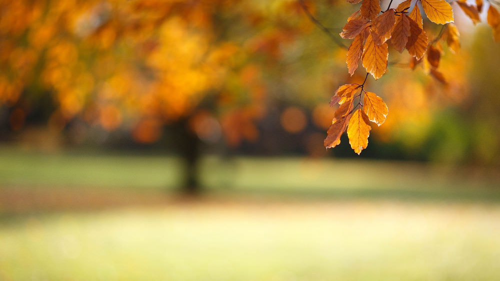 Blurred Autumn Wallpaper