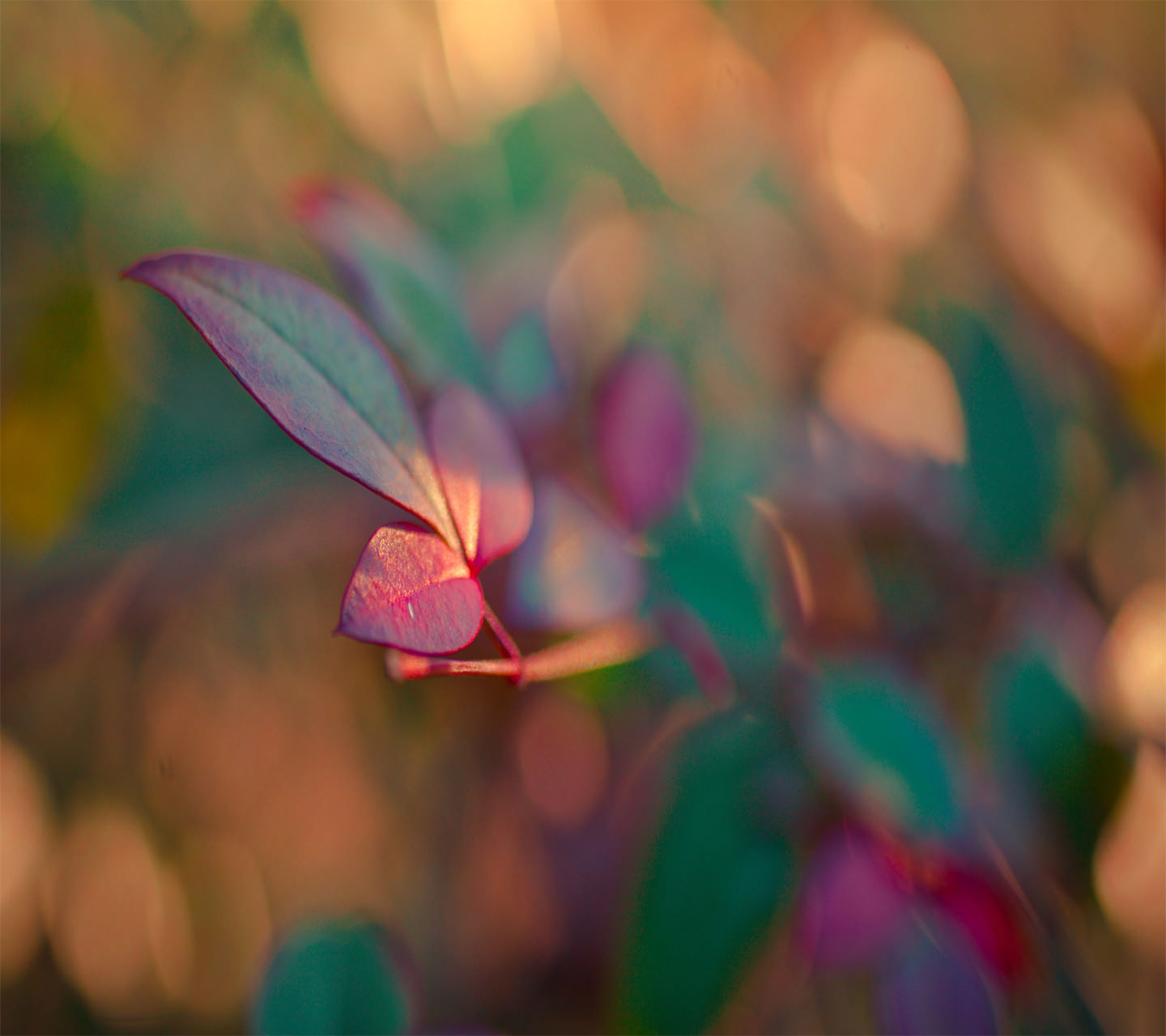 Blurred Colorful Flower Wallpaper