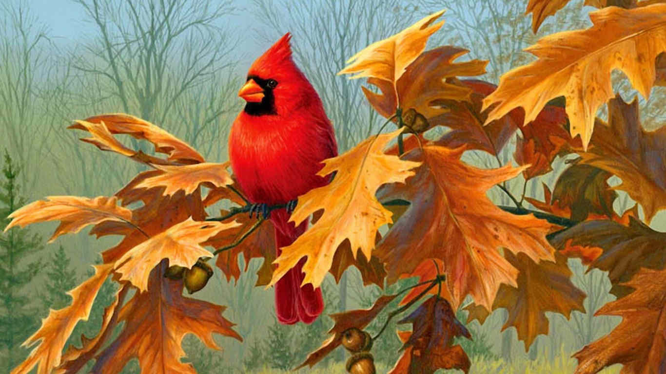 Cardinal Autumn Bird Background