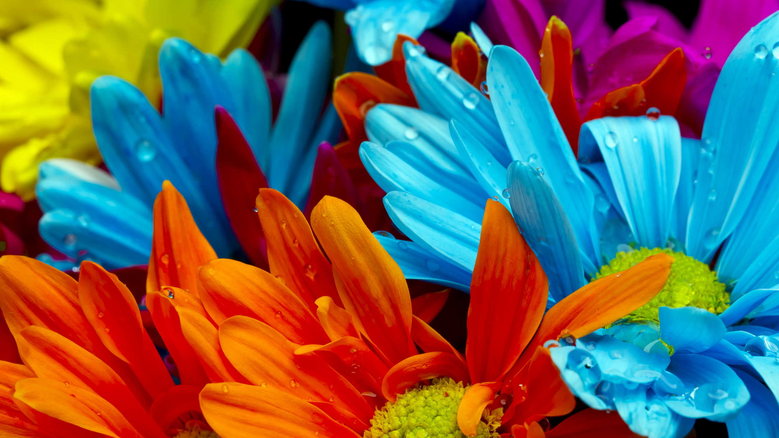 Colorful Daisy Flower Wallpaper