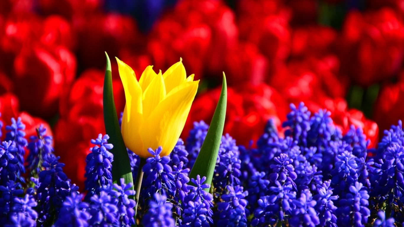 Colorful Flower Wallpaper For Free