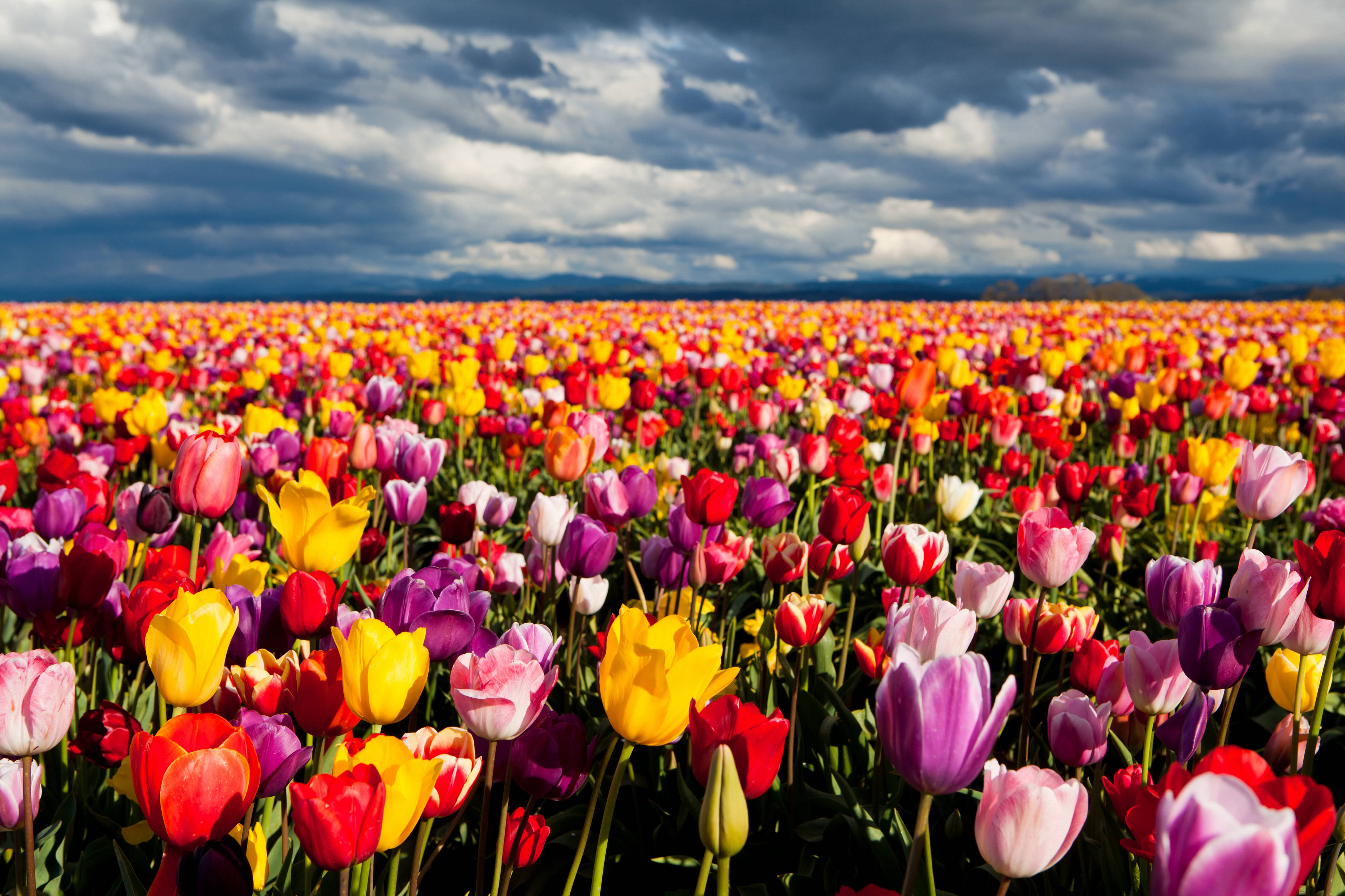Download FREE 20+ Tulip Wallpapers in PSD | Vector EPS
