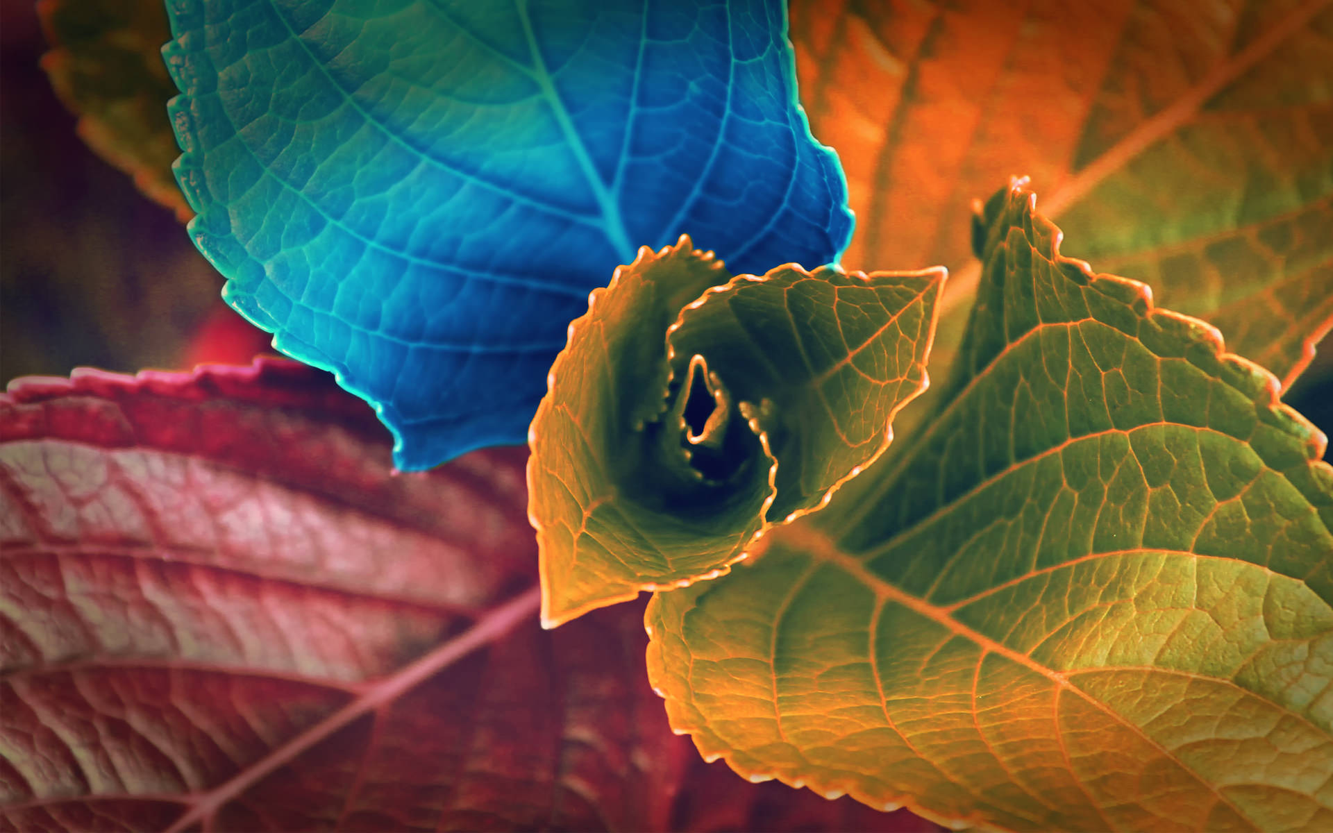 Colors of Leaves Photography Wallpaper