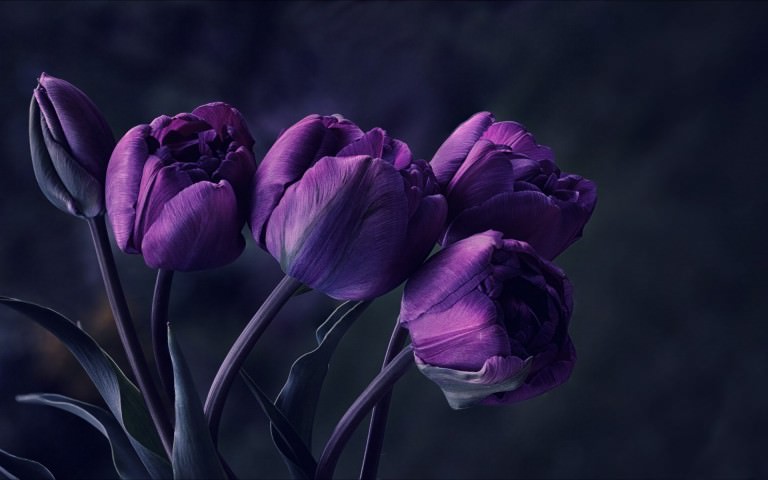 Dark Purple Tulip Flower Wallpaper