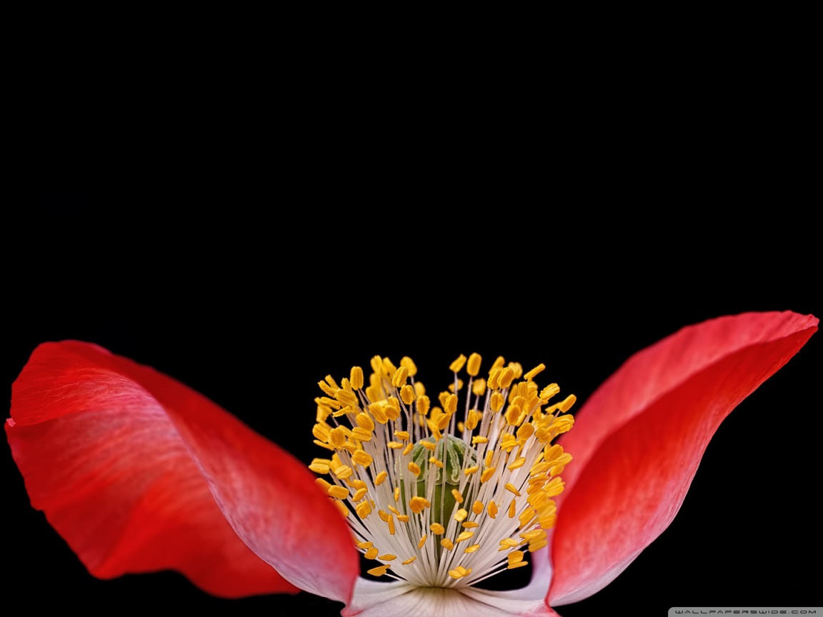 Distinct Red Poppy Wallpaper