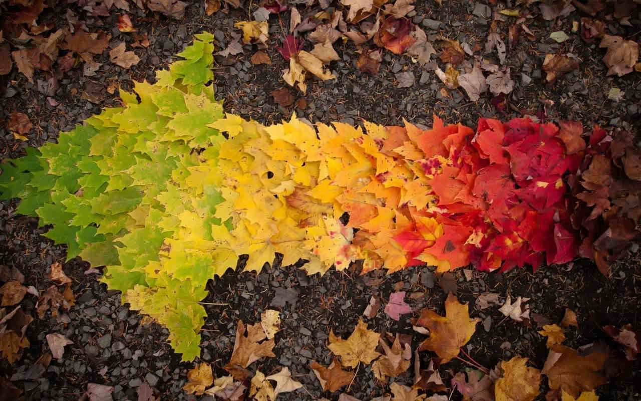 Downlaod Autumn Arrow Background