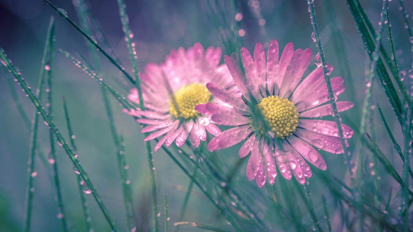 Elegant Daisy Wallpaper For Desktop