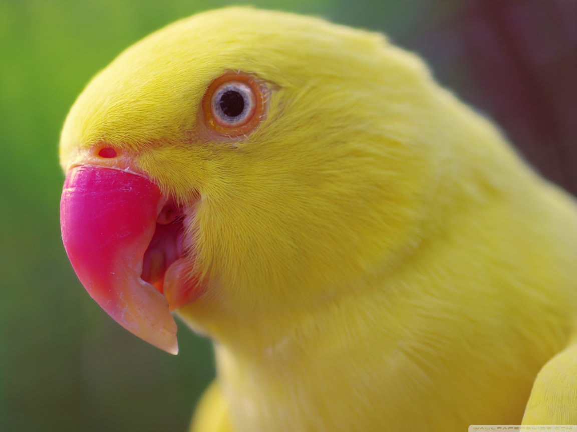 Fabulous Yellow Parrot Wallpaper