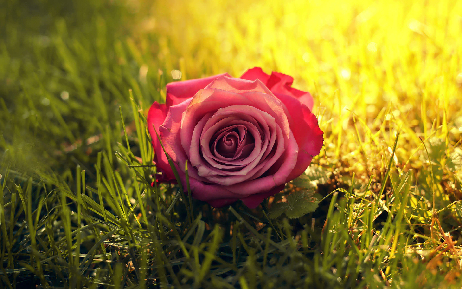 Fantastic Rose on Grass Wallpaper