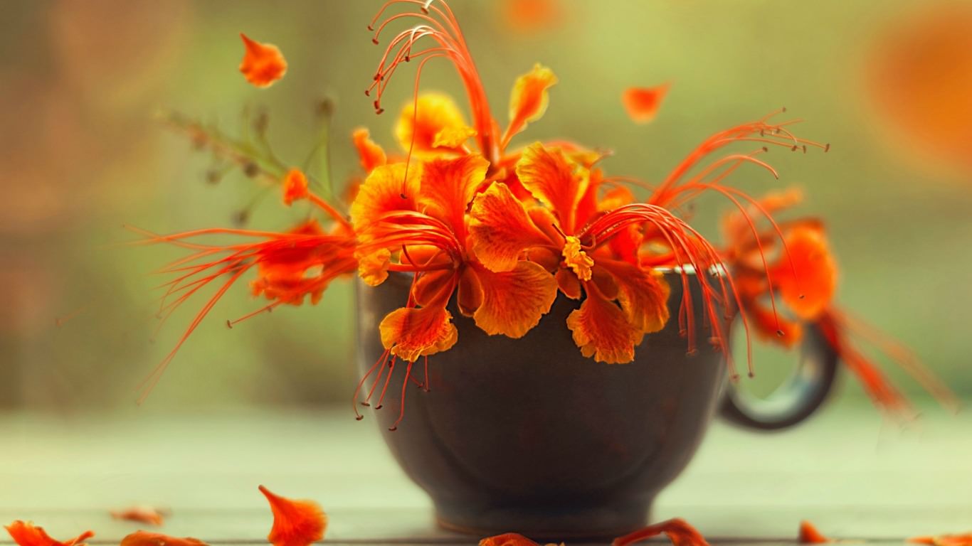 Flowers in a Cup Photography Wallpaper