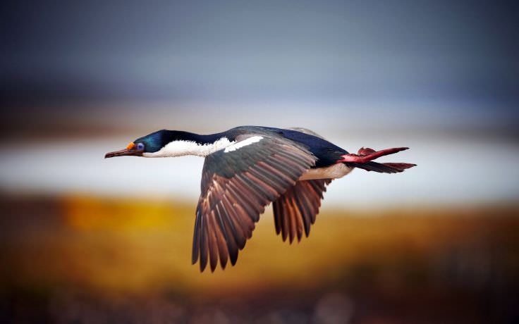 Flying Birds Blurred Background