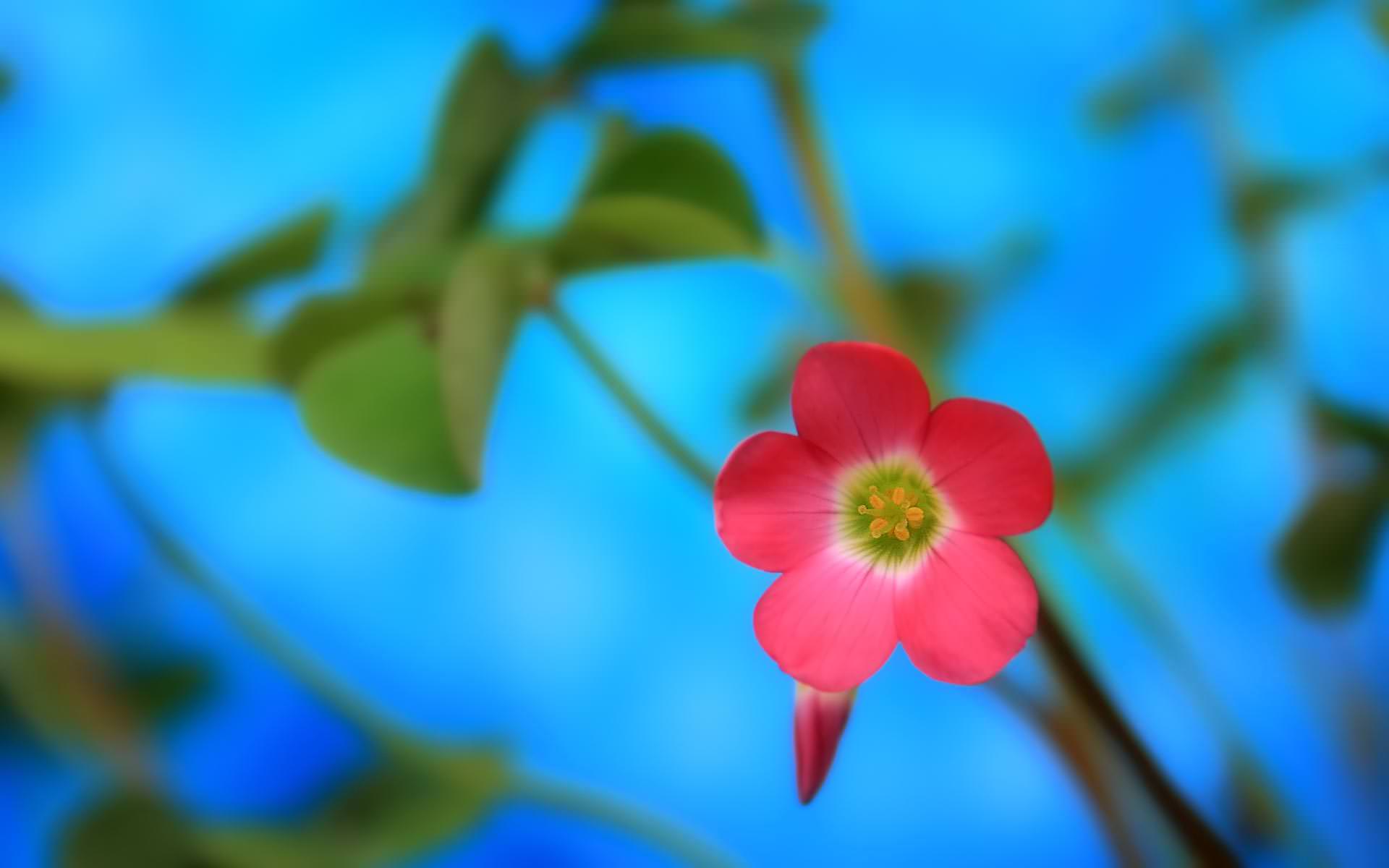 Free HD Spring Flower Wallpaper