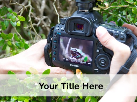 Free Wildlife Macro Photography PPT Template