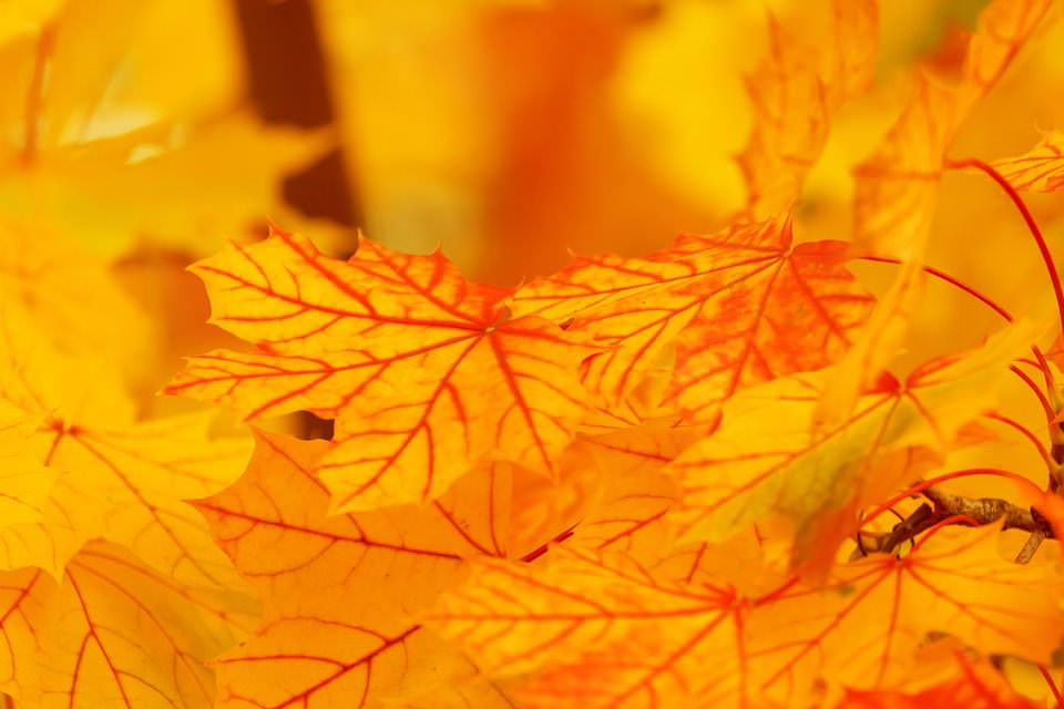 Golden Autumn Foilage Background