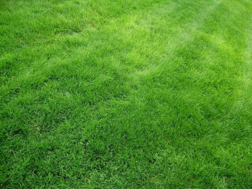 Green Grass Field Textured Background