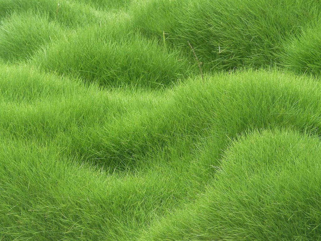 Green Grass Textured Background