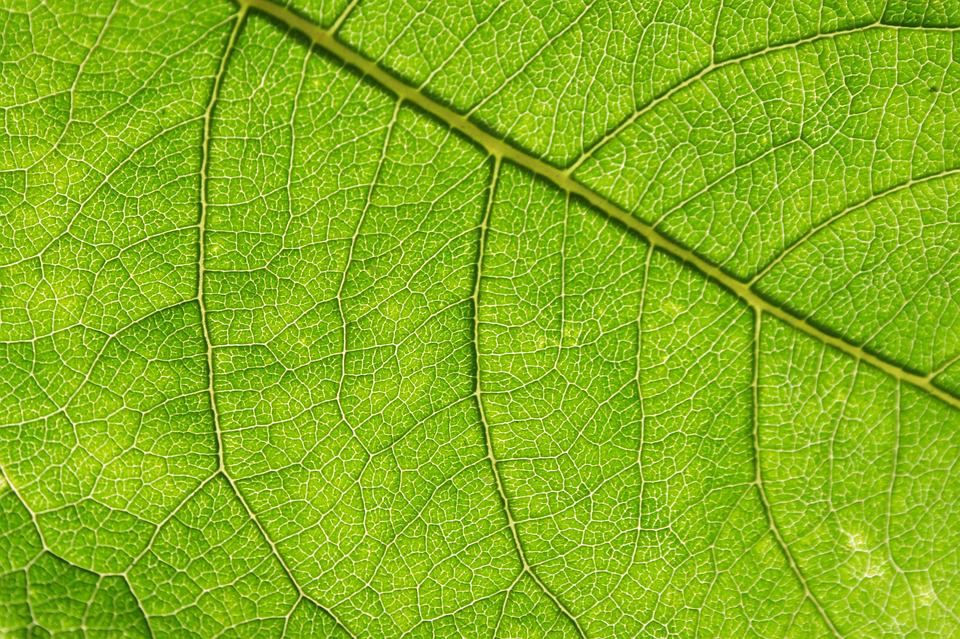 Green Leaf Textured Background