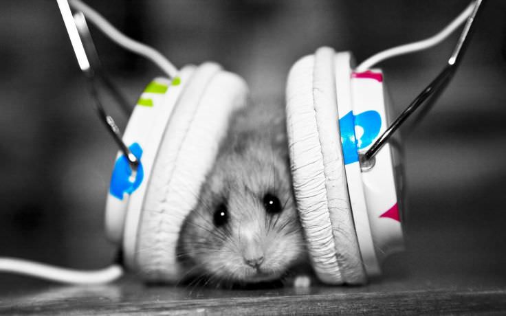 Hamster with Headphones
