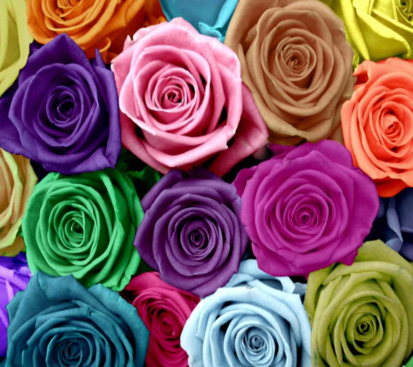 High resolution Colorful Roses Wallpaper