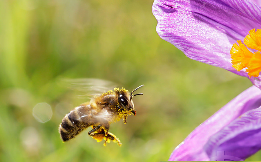 Honey Bee Spring Photography
