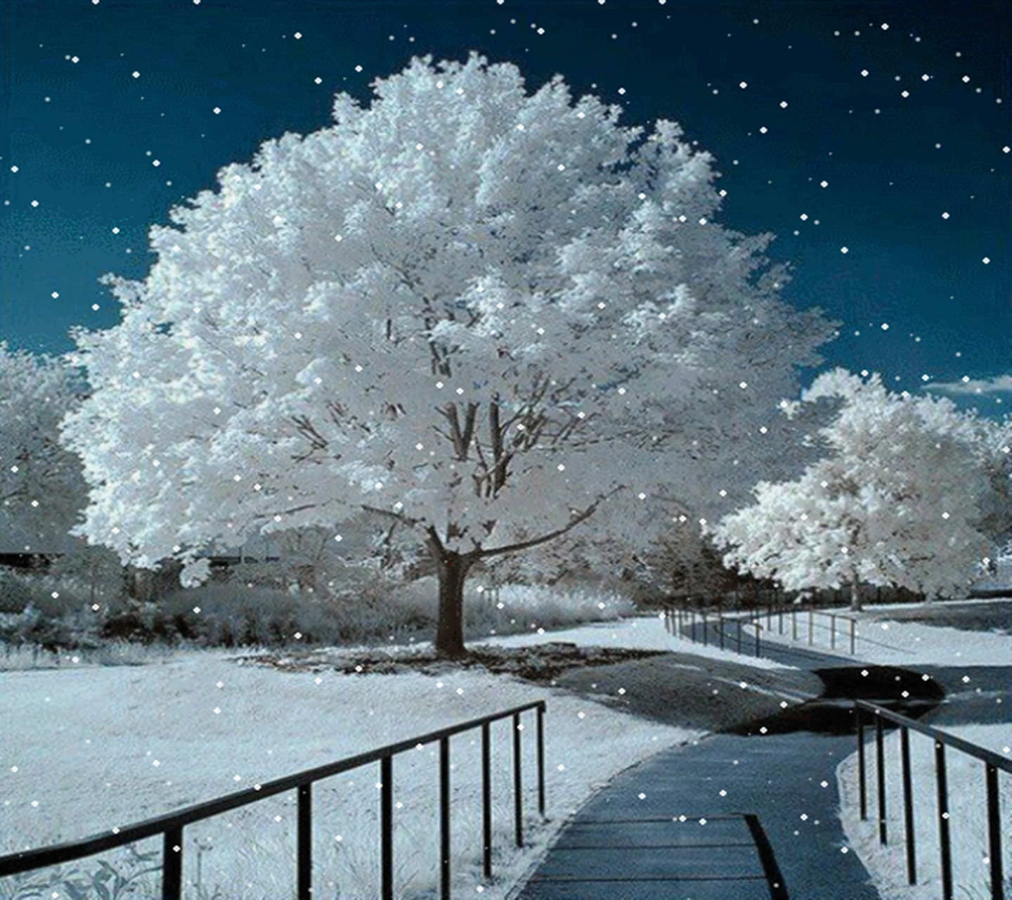 Tree In Snow - Wallpaper Multi HD