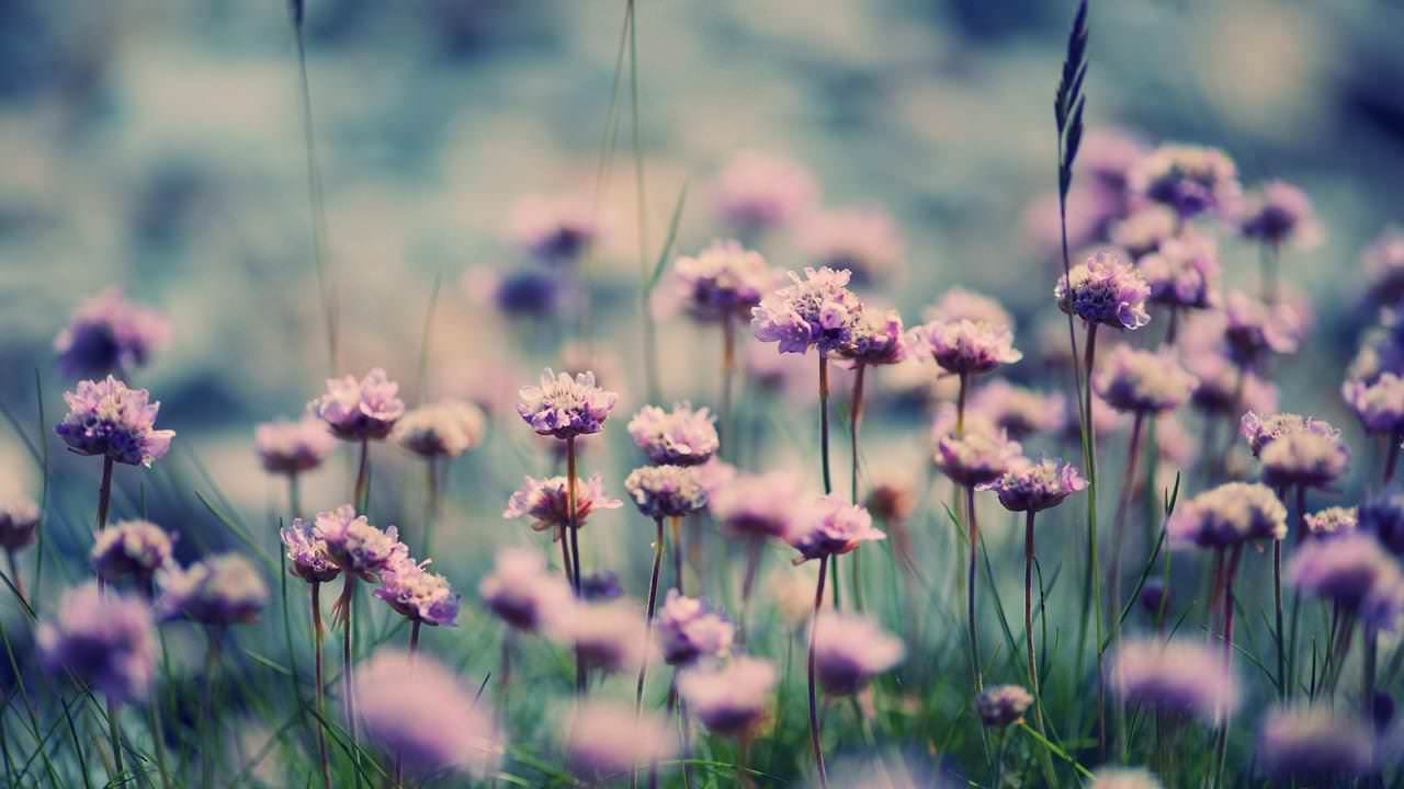 Lovely Spring Flowers Wallpaper