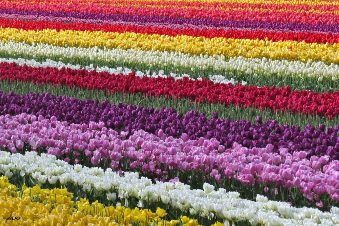 Multicolor Tulips Field Wallpaper