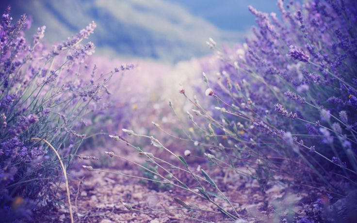 Nature Lavender Pastel Wallpaper