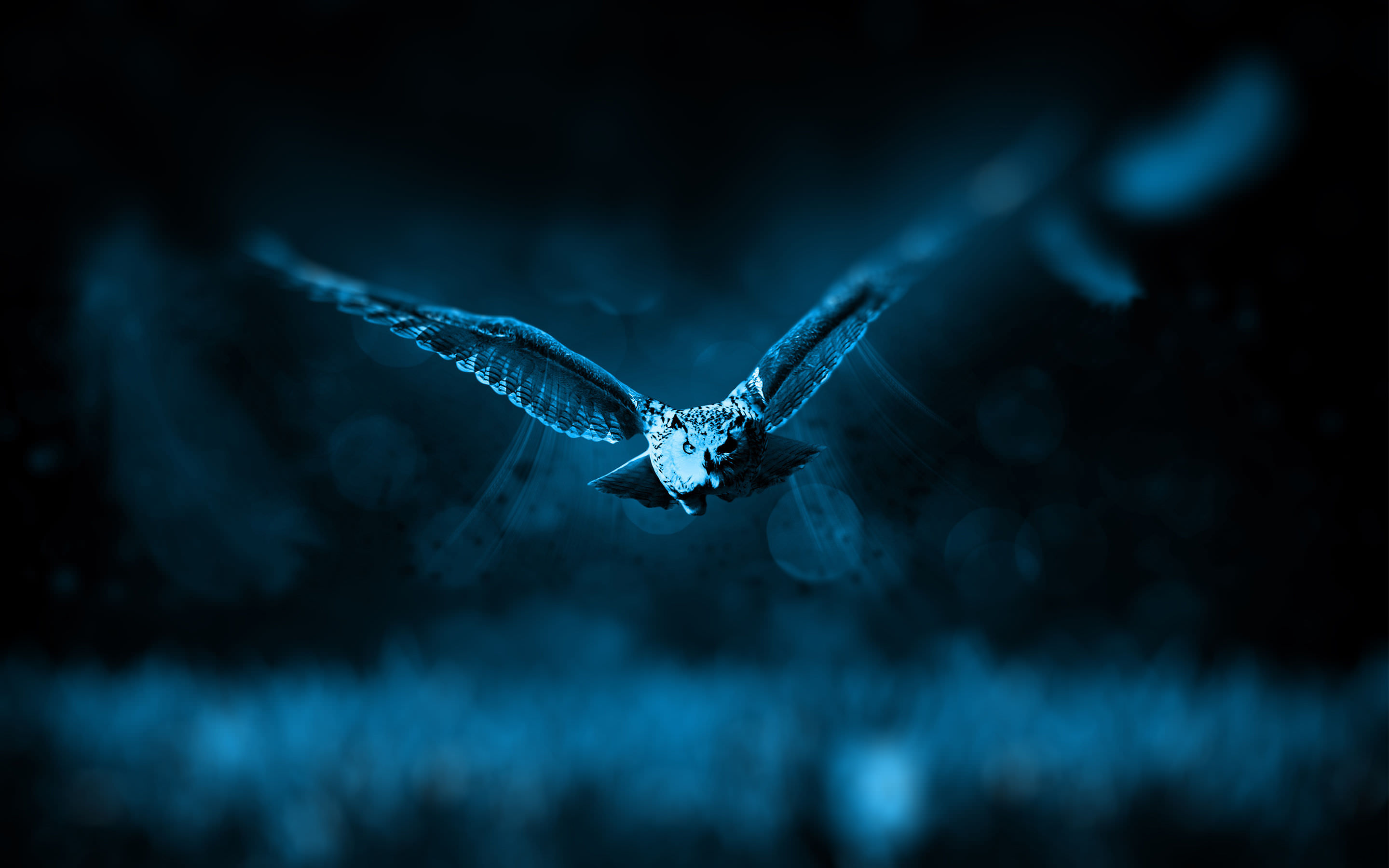 Night Owl Bird Wallpaper