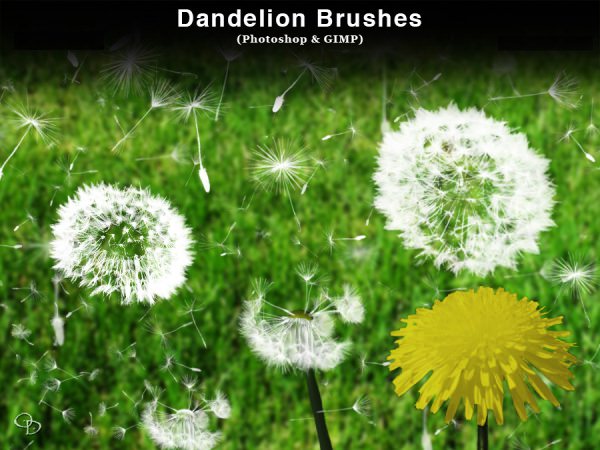 dandelion brush photoshop free download