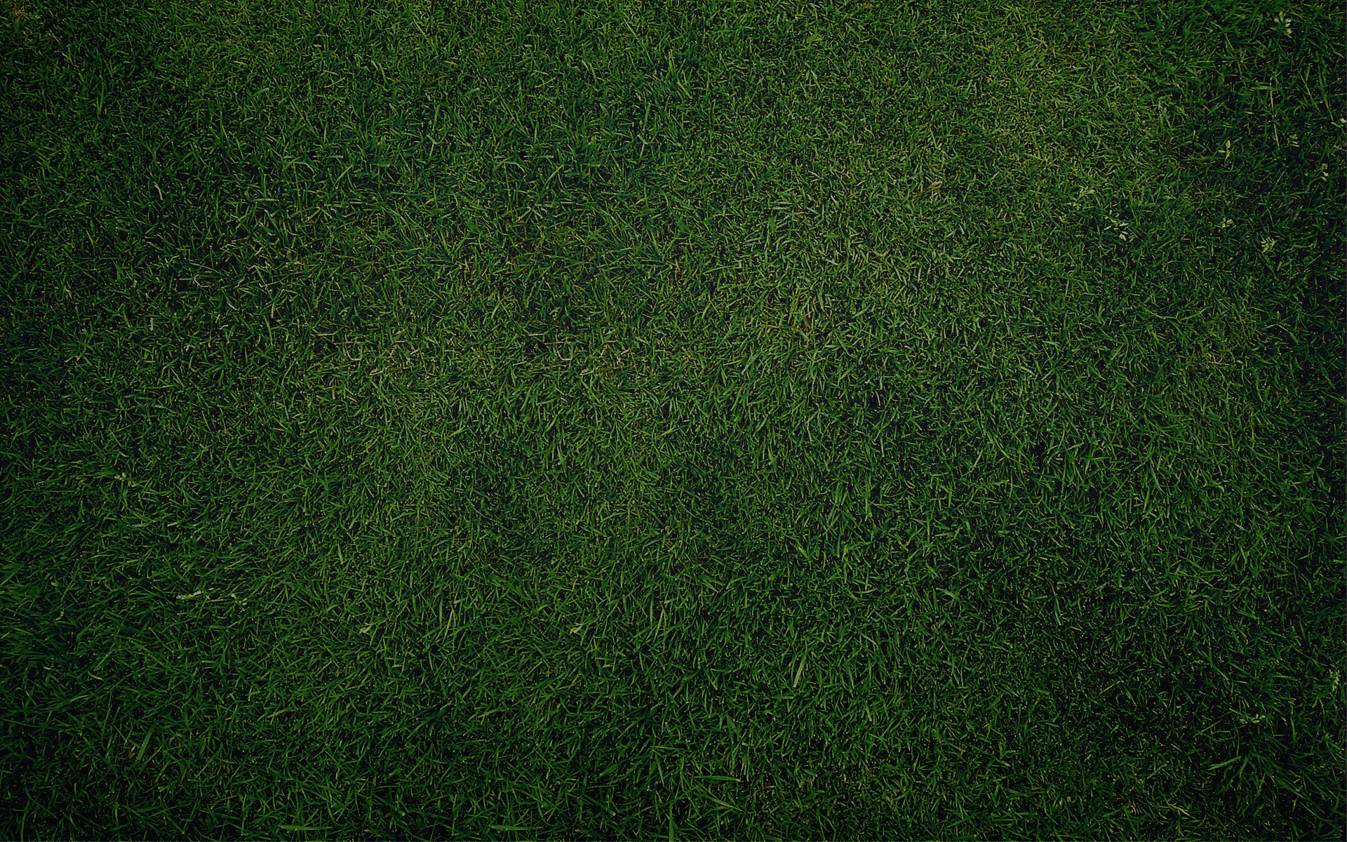 Plain Grass Background