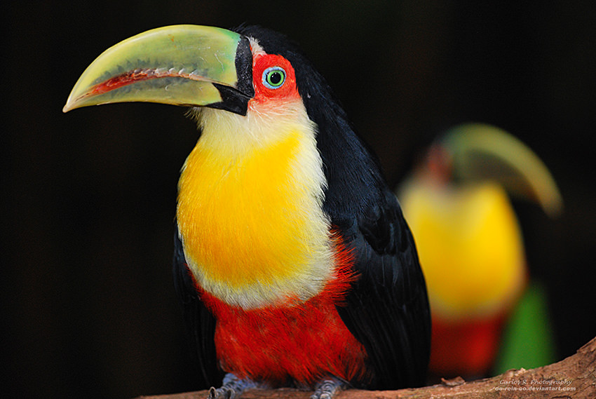 Portrait Of Mr. Toucan