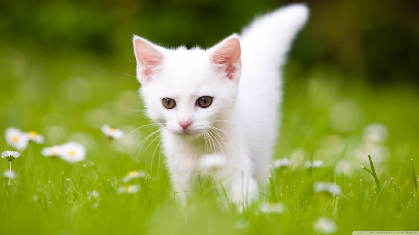 Pretty Cute White Kitten Wallpaper
