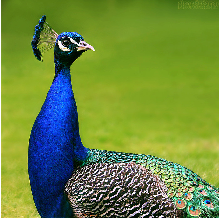 Professional Peacock Photograph