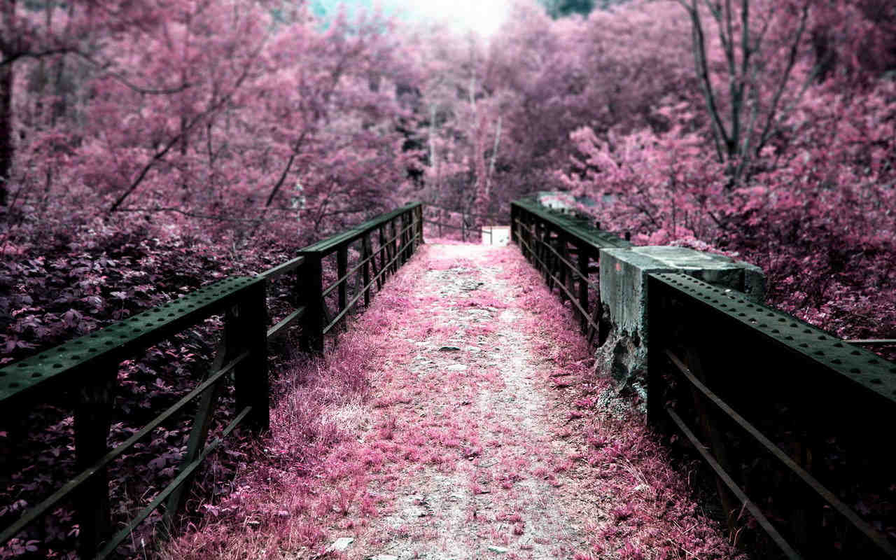 Purple Autumn Path Background