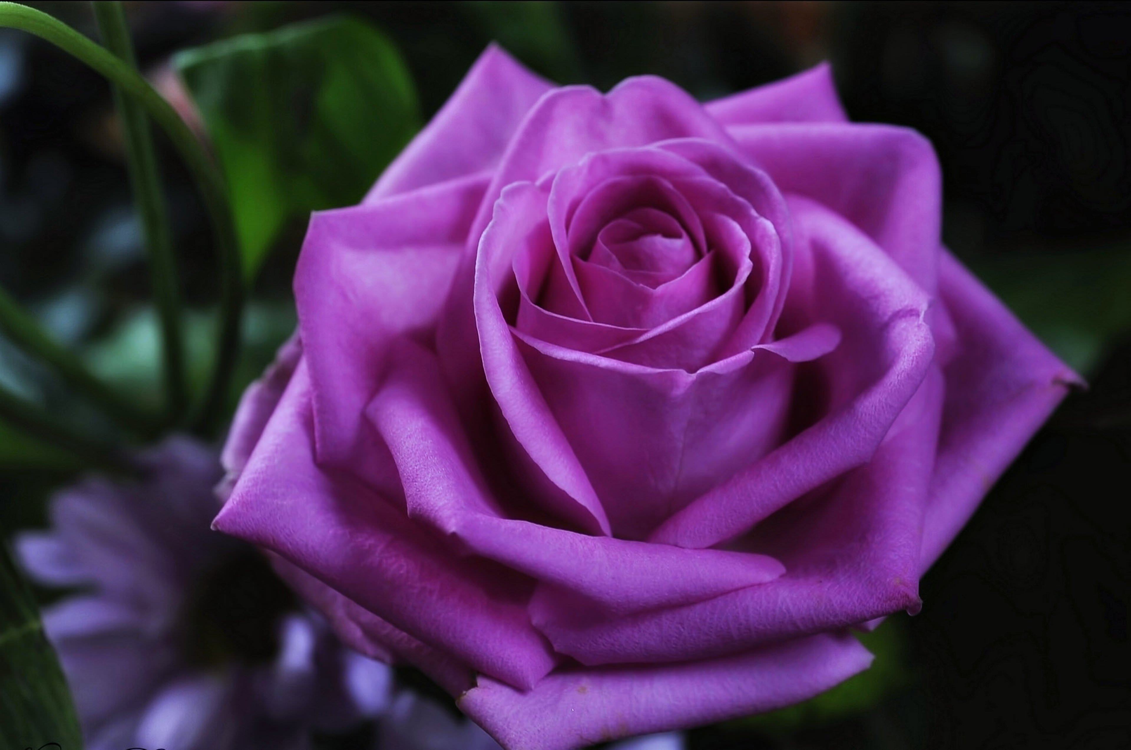 Purple Rose Wallpaper For Download