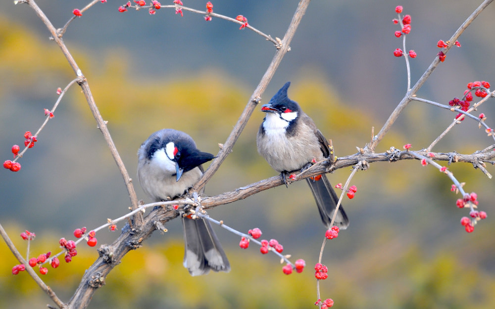 Red Whiskered Bulbul Wallpaper