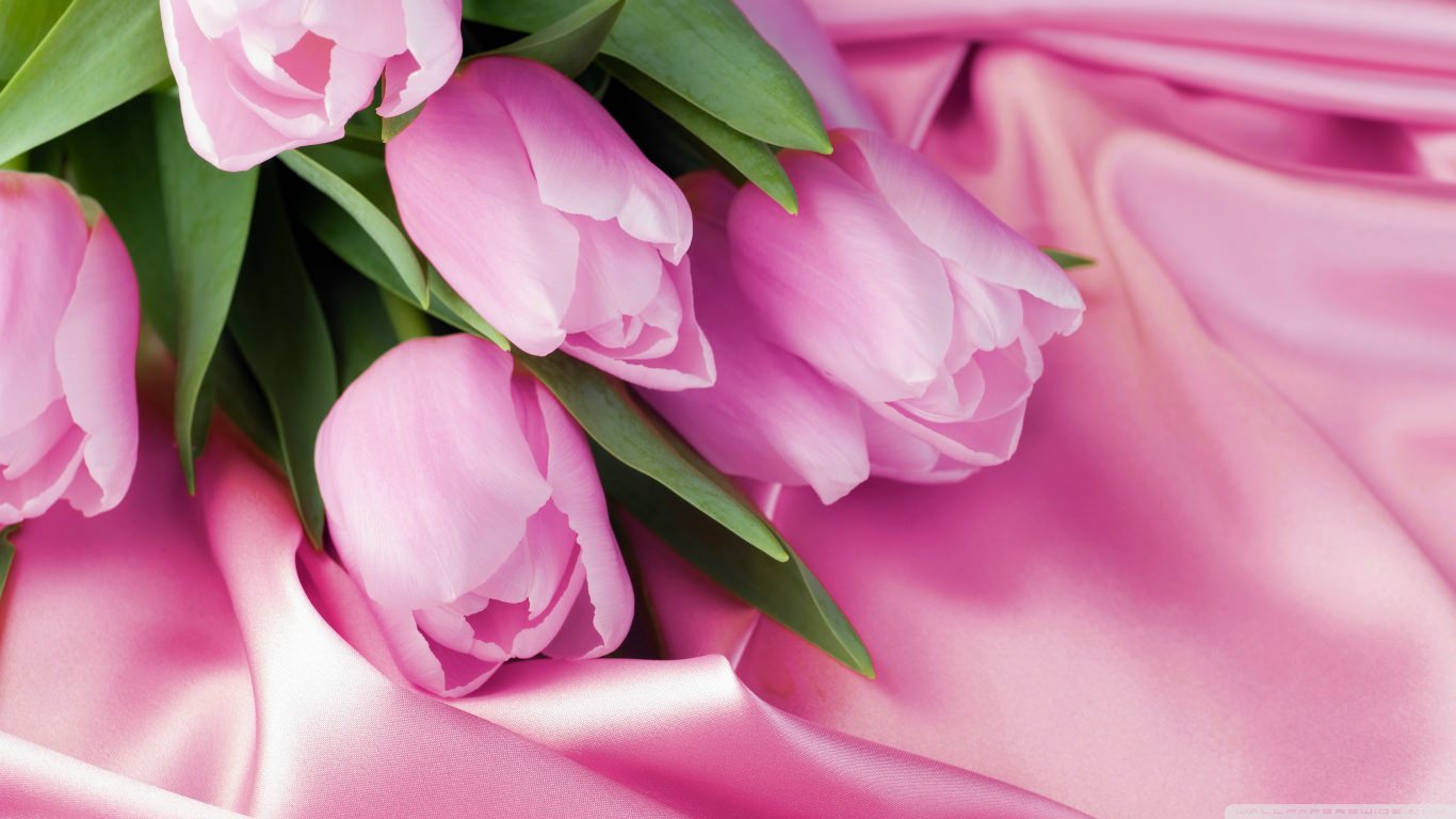 Romantic Tulips Wallpaper For You